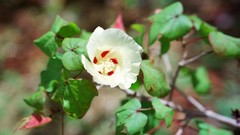 Flowers nature Trees forests