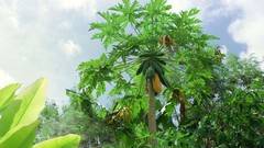 Flowers nature Trees forests