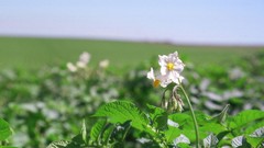 Flowers nature Trees forests
