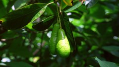 Flowers nature Trees forests