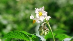 Flowers nature Trees forests