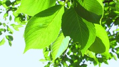 Flowers nature Trees forests