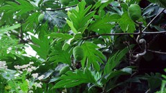 Flowers nature Trees forests