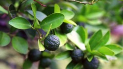 Flowers nature Trees forests