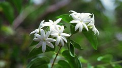 Flowers nature Trees forests