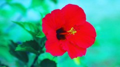 Flowers nature Trees forests