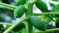 Flowers nature Trees forests