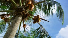 Flowers nature Trees forests