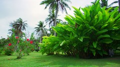 Flowers nature Trees forests