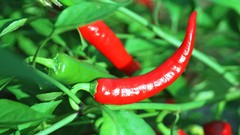 Flowers nature Trees forests peppers