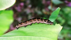 Flowers nature Trees forests yun