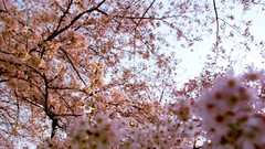 Flowers nature Trees forests yun