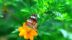 Flowers nature Trees forests yun