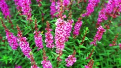 Flowers nature Trees forests yun