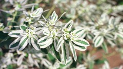 Flowers nature Trees forests yun