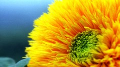 Flowers nature Trees forests yun