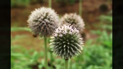 Flowers nature Trees forests yun