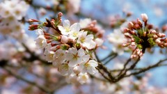 Flowers nature Trees forests yun