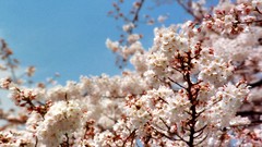 Flowers nature Trees forests yun