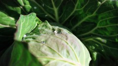 Flowers nature Trees forests yun