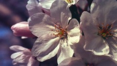 Flowers nature Trees forests yun