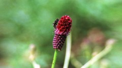 Flowers nature Trees forests yun