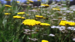Flowers nature Trees forests yun