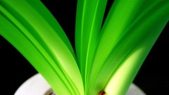 Flowers nature Trees forests yun