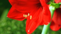 Flowers nature Trees forests yun