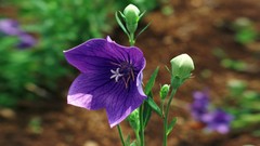 Flowers nature Trees forests yun