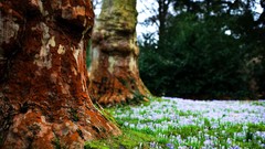 Flowers nature Trees grass fields forests