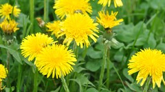 Flowers nature Trees grass Green dandelions Parks water drops