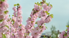 Flowers nature Trees grass Green Parks water drops