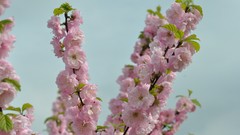 Flowers nature Trees grass Green Parks water drops