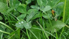 Flowers nature Trees grass Green Parks water drops