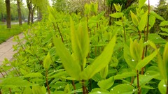 Flowers nature Trees grass Green Parks water drops