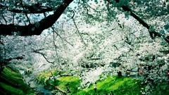 Flowers nature Trees grass Parks versus rivers flowered trees