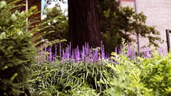Flowers nature Trees Green purple flowers lavender depth of 