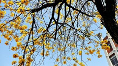 Flowers nature Trees houses skies yellow flowers flowered trees