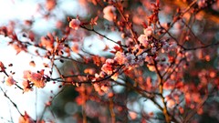 Flowers nature Trees Japan Japanese blossom cherry blossoms