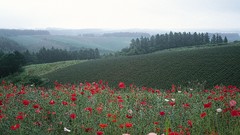Flowers nature Trees land Poppies