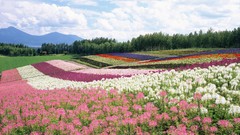 Flowers nature Trees Mountains clouds summer