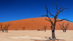 Flowers nature Trees Mountains deserts