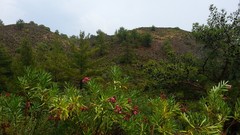 Flowers nature Trees Mountains pink Green cyprus