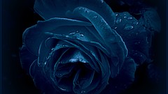 Flowers nature Trees night roses Plants pearls