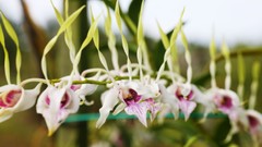 Flowers nature Trees Orchids forests