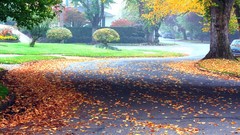 Flowers nature Trees Park roads architecture bushes
