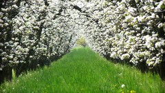 Flowers nature Trees paths