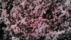 Flowers nature Trees pink flowers