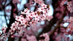 Flowers nature Trees pink flowers cherry blossoms depth of field